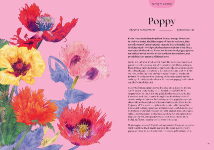 Colorful poppy flowers on a pink background with text about poppies.