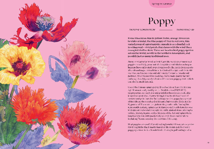 Colorful poppy flowers on a pink background with text about poppies.