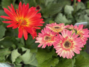 GERBERA JOYBERA
