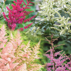 Close-up of flowering astilbe plants with feathery clusters in white, pink, and magenta against a soft green garden background.