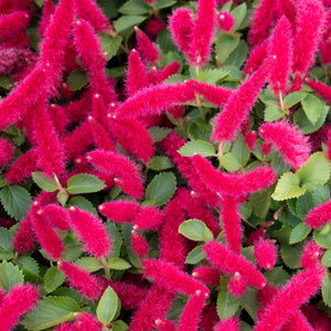 fluffy red flowers and green leaves