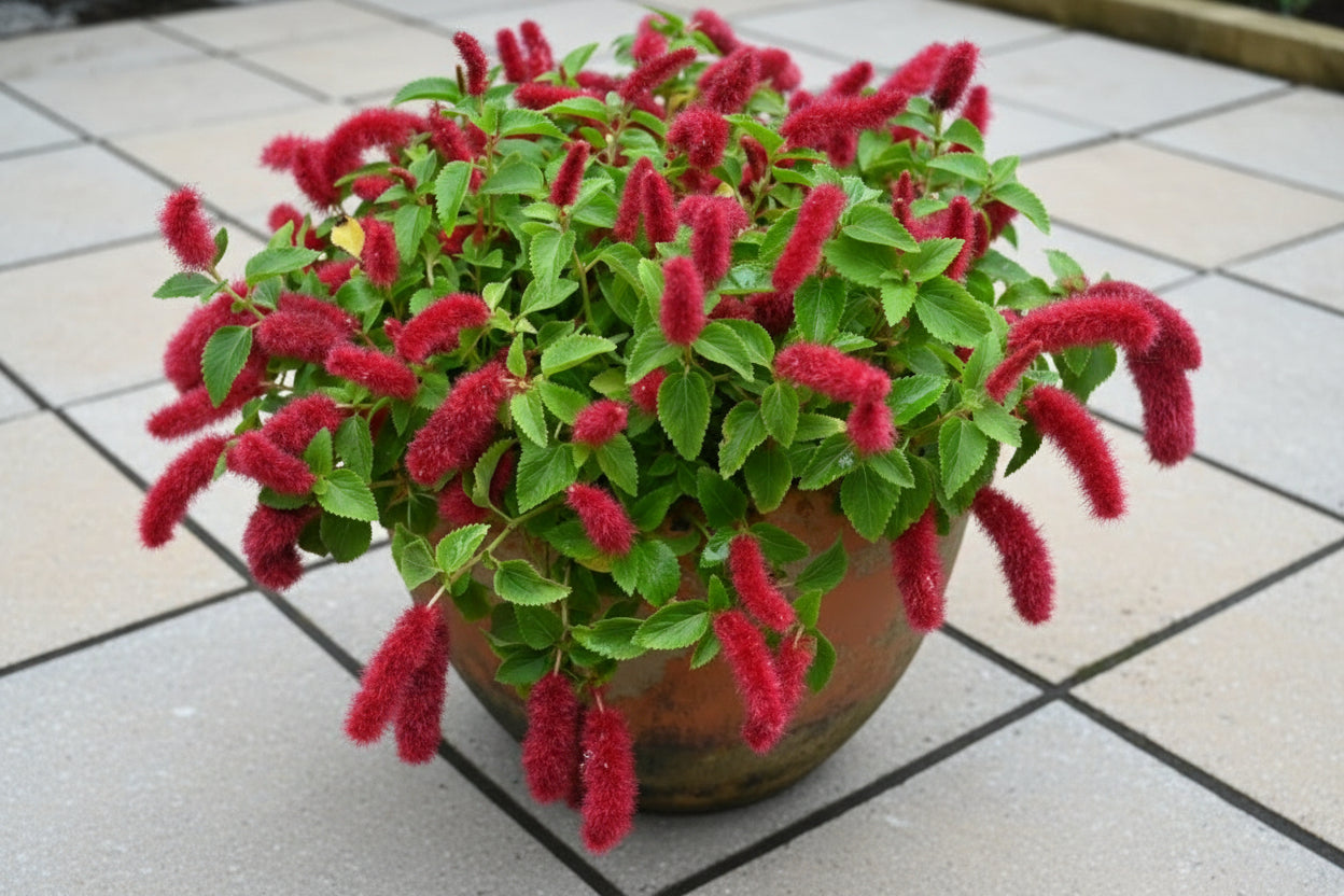 pot plant with red flowers on a patio