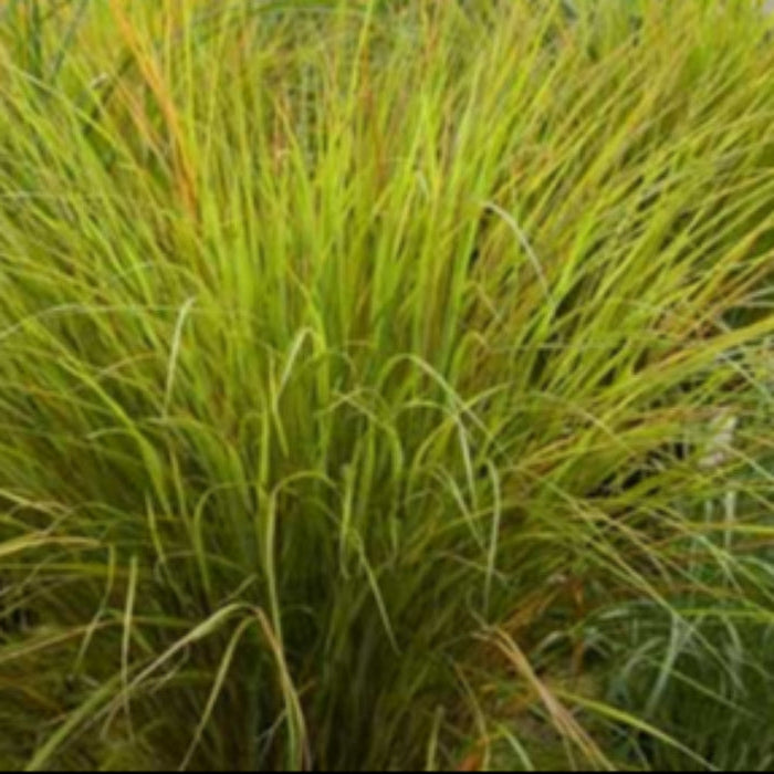green long grass