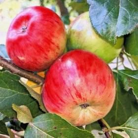 Fruit Trees Category