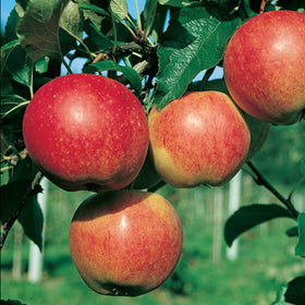 Dwarf Fruit Trees