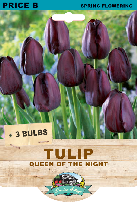 Bulbs