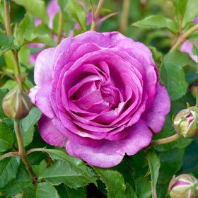 Close-up of a purple rose with green leaves in the background