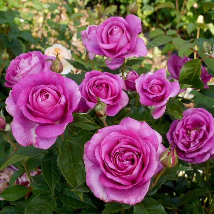 Close-up of pink roses with green leaves in a garden setting