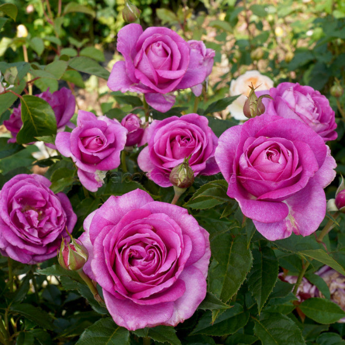 Close-up of pink roses with green leaves in a garden setting