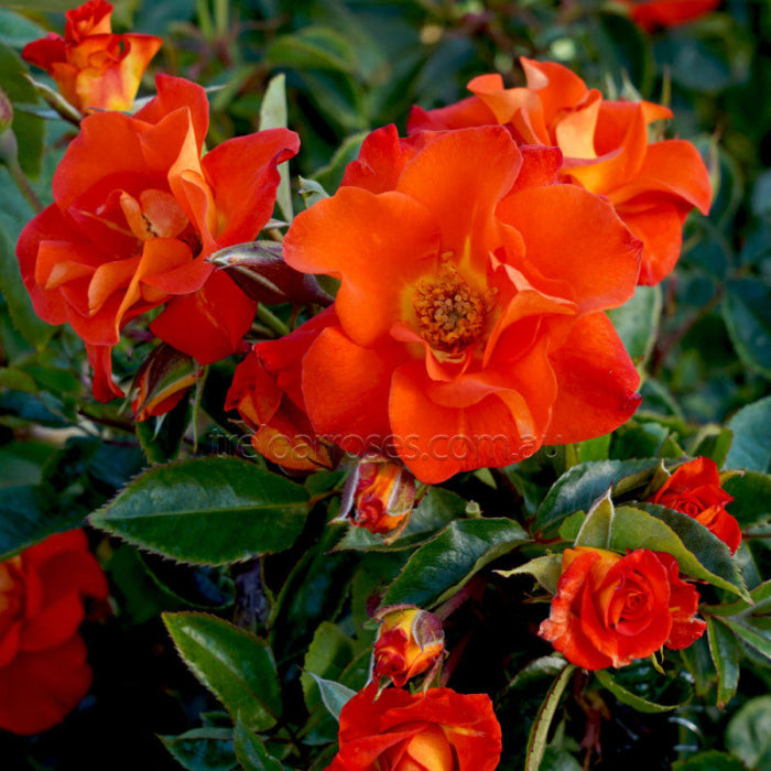 Bouquet of bright orange roses with green leaves