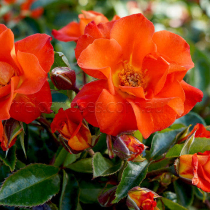 Orange flowers with green leaves on a blurred natural background
