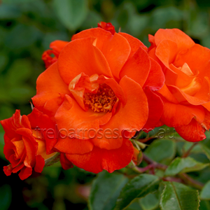 Close-up of vibrant orange roses with a blurred green background