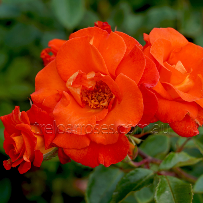 Close-up of vibrant orange roses with a blurred green background