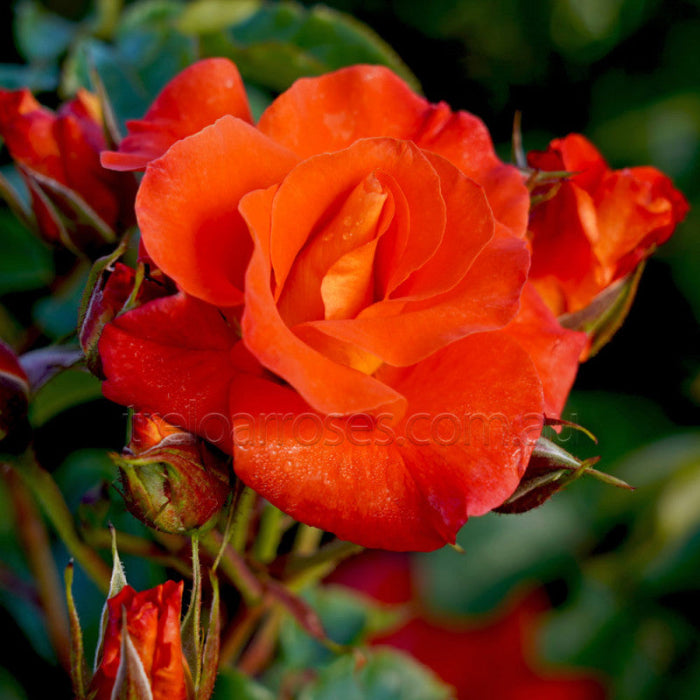 Close-up of a vibrant orange rose with green leaves in the background