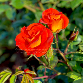 Two red roses with a blurred green background