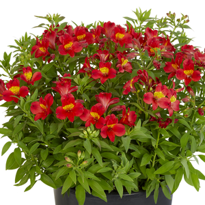ALSTROEMERIA SUMMER PARADISE