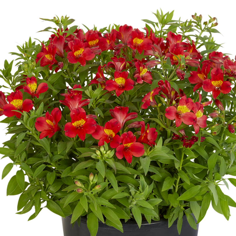 ALSTROEMERIA SUMMER PARADISE