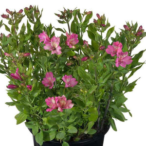 ALSTROEMERIA SUMMER PARADISE