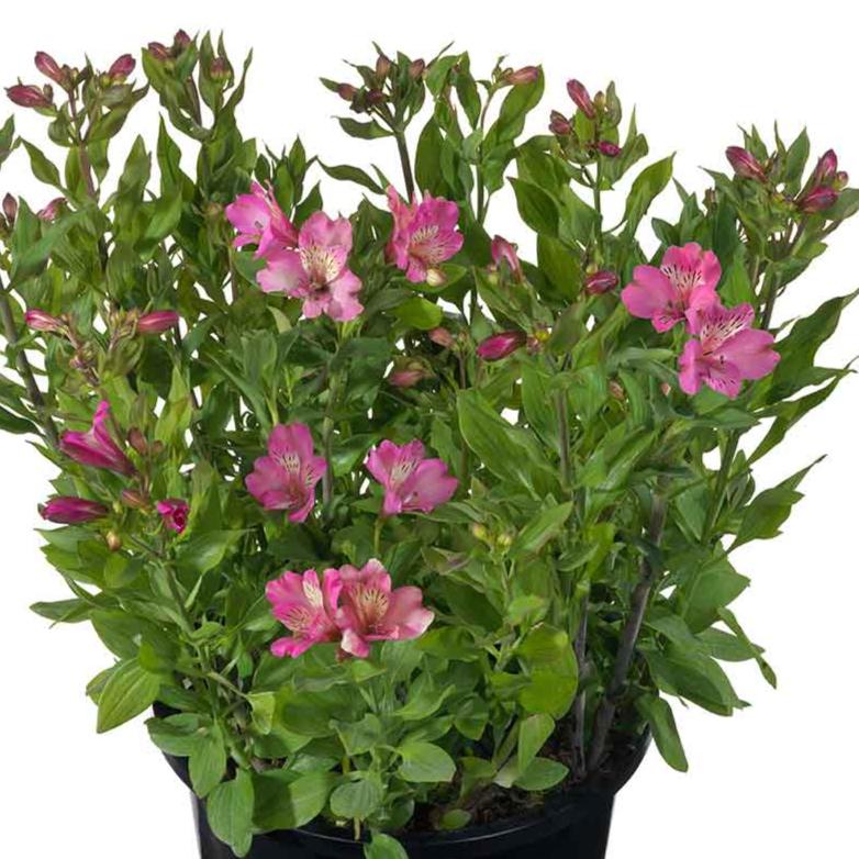 ALSTROEMERIA SUMMER PARADISE