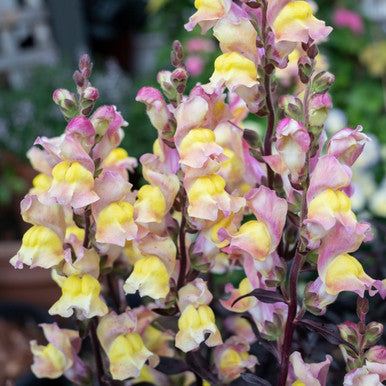 ANTIRRHINUM SNAP IN BLACK