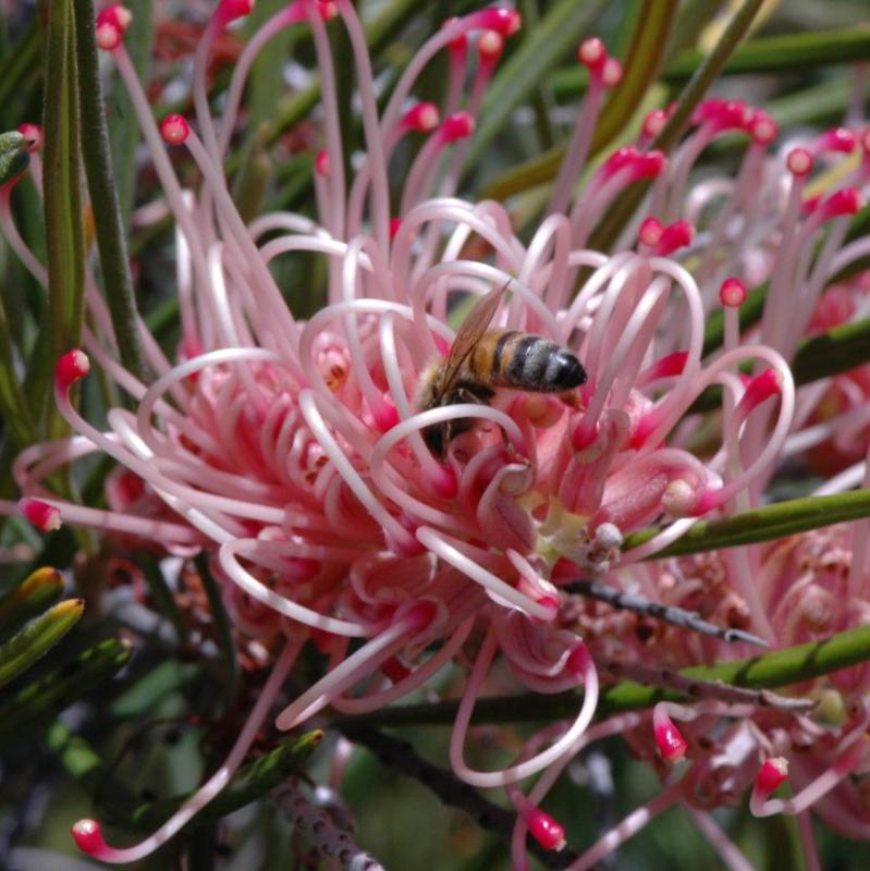 An image of a Grevillea Aphrodite's Dream plant with pink toothbrush flowers and a bee pollinating one of the flowers.