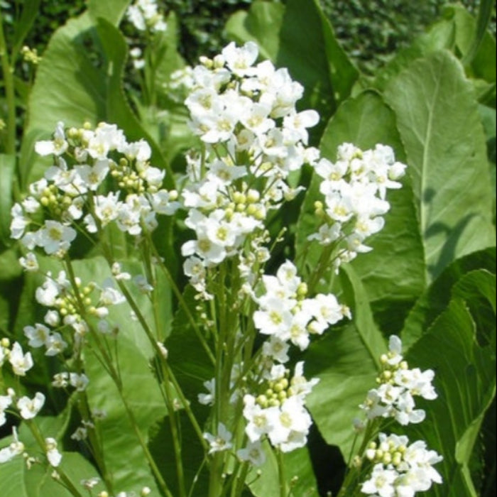Grow Amoracia Rusticana Horseradish 