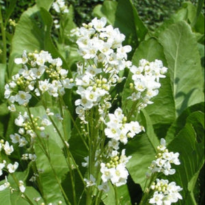 Grow Amoracia Rusticana Horseradish 