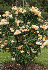 Flowering bush with white and yellow flowers in a garden setting