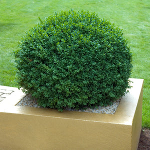 BUXUS ENGLISH BOX