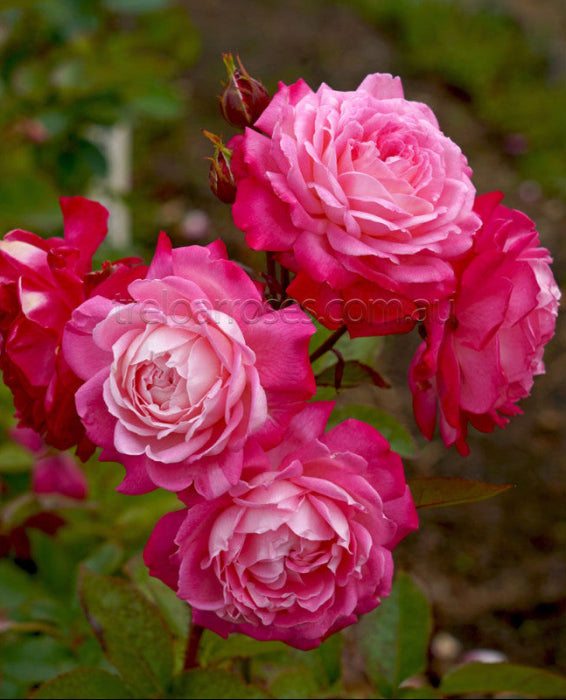 Close-up of pink and red roses with a blurred background