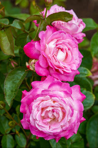 Close-up of pink roses with green leaves on a white background