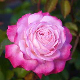 Close-up of a pink rose with a blurred green background