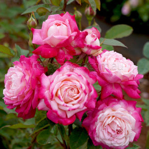 Bouquet of pink and red roses with green leaves on a blurred natural background