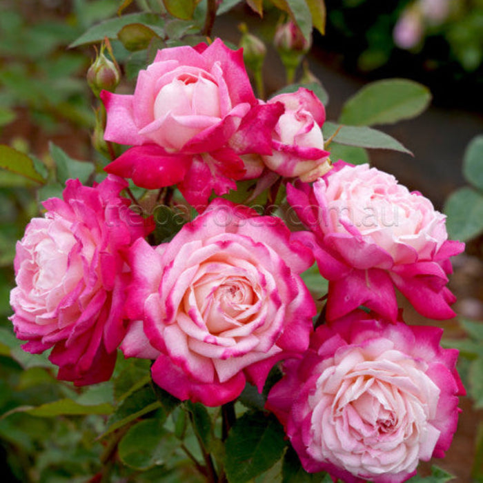 Bouquet of pink and red roses with green leaves on a blurred natural background