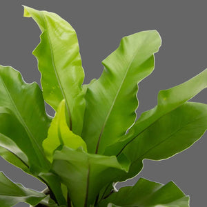 Close-up of a green leafy plant on a light gray background