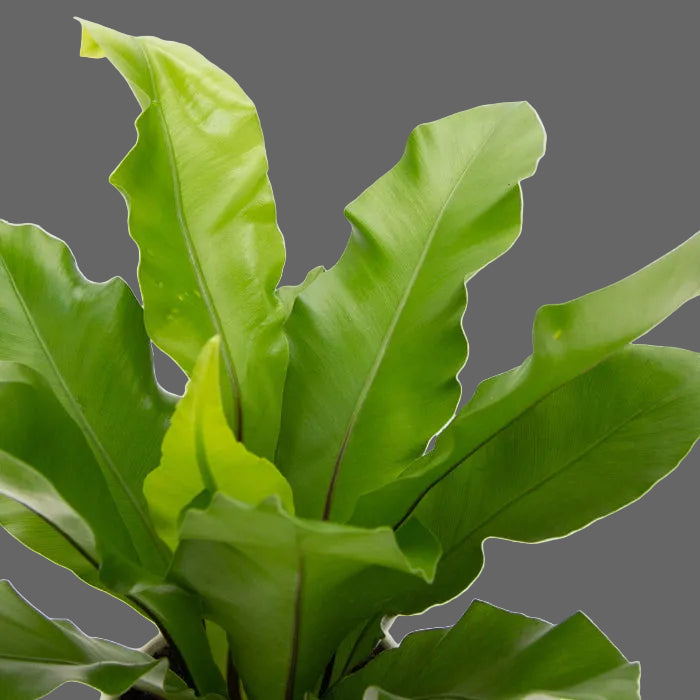 Close-up of a green leafy plant on a light gray background