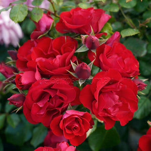 PRE ORDER - STD BLACK FOREST ROSE - Bare Rooted