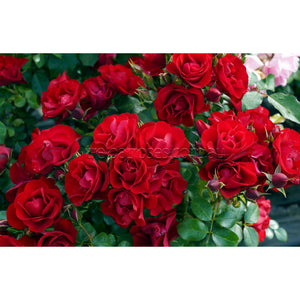 PRE ORDER - STD BLACK FOREST ROSE - Bare Rooted