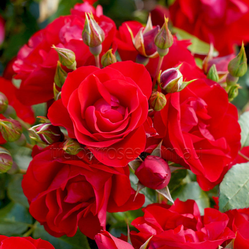 PRE ORDER - STD BLACK FOREST ROSE - Bare Rooted