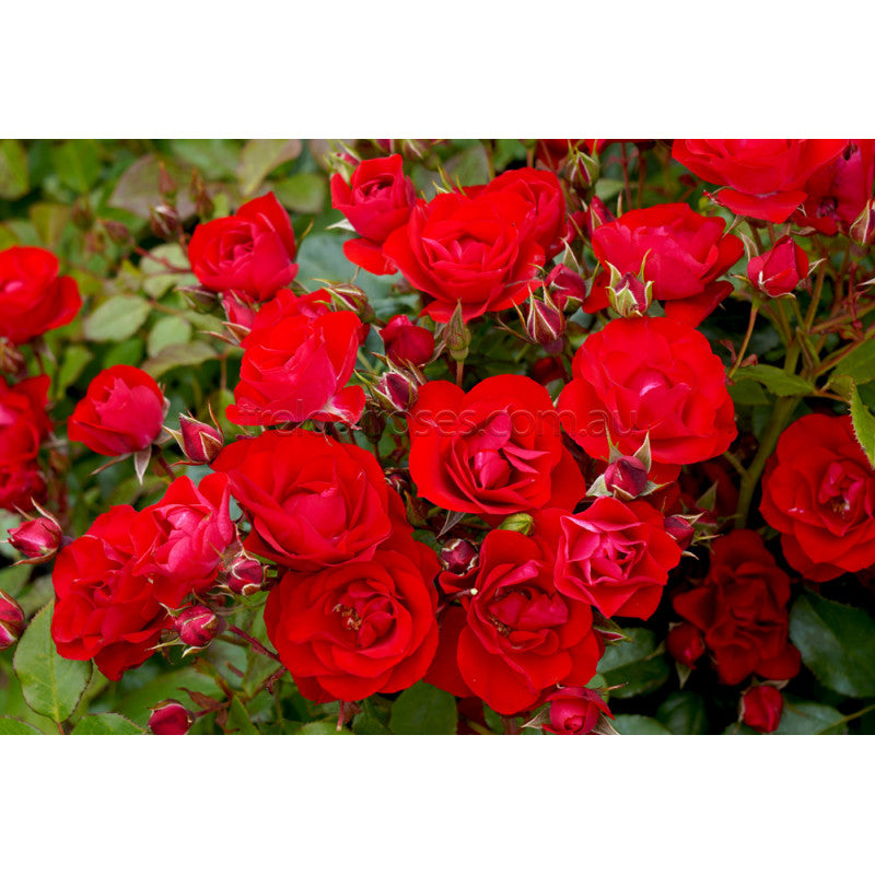 PRE ORDER - STD BLACK FOREST ROSE - Bare Rooted