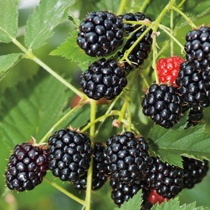 PRE ORDER - BLACKBERRY THORNLESS - BARE ROOTED