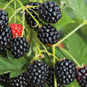 A close-up of a thornless blackberry bush with ripe black berries and a few red berries visible on the branches.