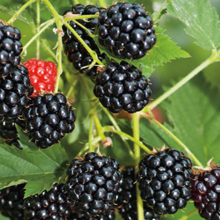 A close-up of a thornless blackberry bush with ripe black berries and a few red berries visible on the branches.