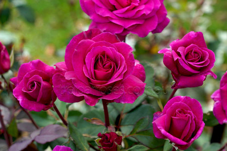 Close-up of vibrant pink roses with a blurred green background