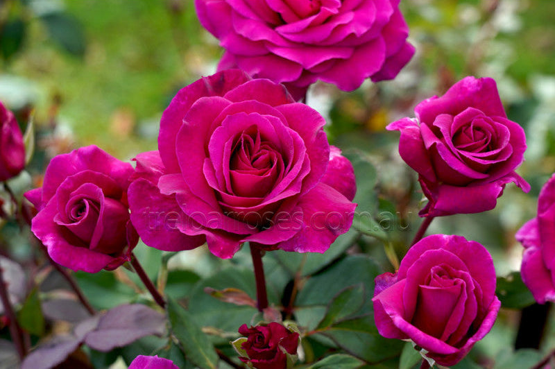 Close-up of vibrant pink roses with a blurred green background