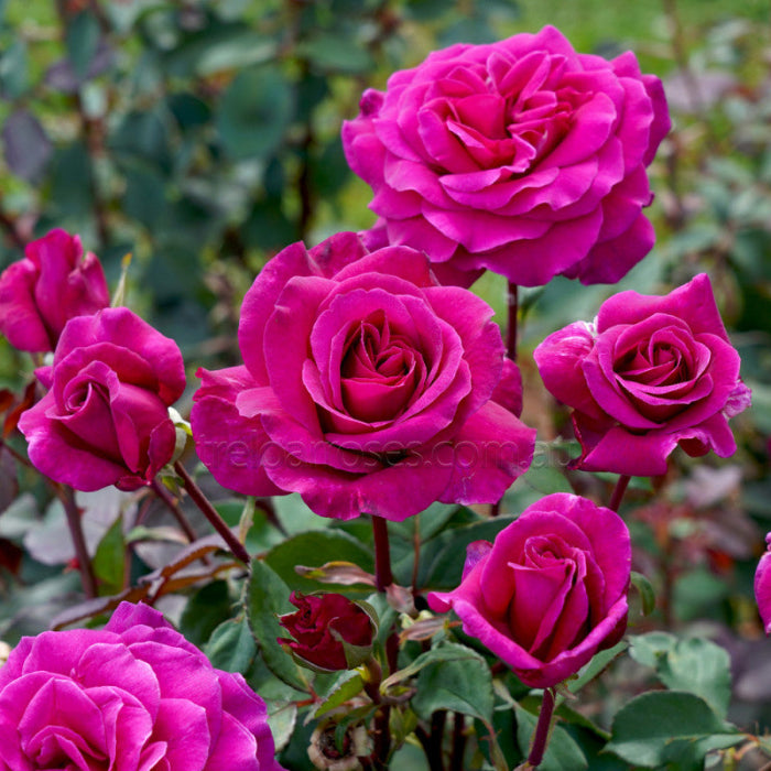 Close-up of vibrant pink roses with green leaves in the background