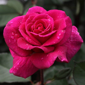 Close-up of a vibrant pink rose with water droplets on its petals against a blurred green background.