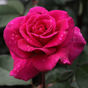 Close-up of a vibrant pink rose with water droplets on its petals against a blurred green background.