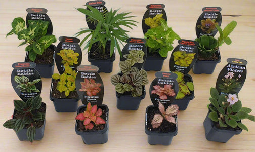 TERRARIUM PLANTS 7CM BOTTLE BABIES