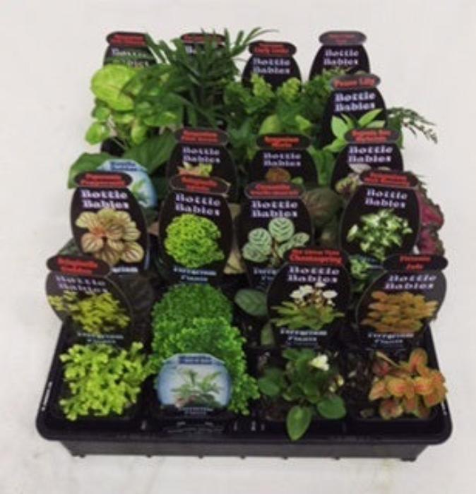 TERRARIUM PLANTS 7CM BOTTLE BABIES